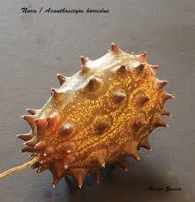 Image result for Acanthosicyos