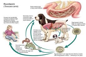 Yes, tobacco can be used as a dewormer but, in a mild amount. 200 Best Dog Deworming Ideas Dogs Deworming Dogs Worms In Dogs