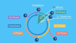 Zellzyklus der zellzyklus ist der zyklische ablauf von ereignissen in einer eukaryotischen zelle von einer zellteilung zur nächsten. Zellzyklus Phasen Interphase Kontrollpunkte Mit Video