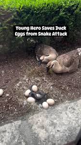 Young Hero Saves Duck Eggs from Snake Attack!