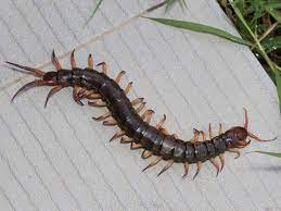 Check spelling or type a new query. Types Of Centipedes In Texas The Bug Master Pest Control And Disinfecting