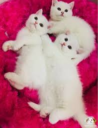 Anne Sutunu Tam Almis Cis Ve Kaka Egitimli Yavrularimiz Sizleri Bekliyor Anne Sutunu Tam Almis Cis Ve Kaka Egitiml Scottish Fold Evcil Hayvanlar Kedi