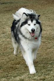 Alaskan malamute puppy lady zelda (white). How To Groom An Alaskan Malamute Pethelpful