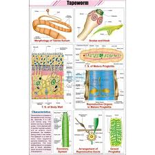 Tapeworm Chart India Tapeworm Chart Manufacturer Tapeworm