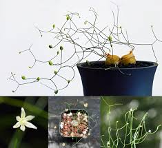 Image result for Schizobasis intricata