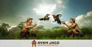 Pin Di Gambar Laga Ayam