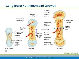The diaphysis and the epiphysis. Chapter 5 2 Anatomy Of The Long Bone