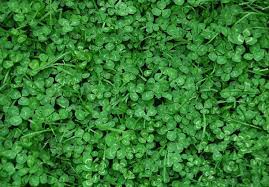 11 Reasons A Clover Lawn Is Better Than Grass Lawn Lawn Alternatives Clover Lawn Ground Cover