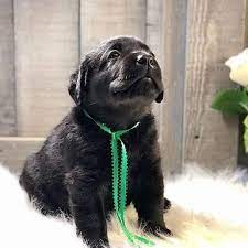 $1,650 (lawrenceville city of atlanta ) pic hide this posting restore restore this posting. Lab Puppies For Sale Mn Craigslist Labrador Puppies Usa Facebook