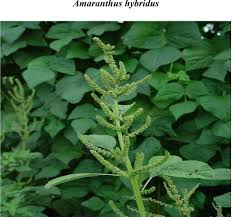 Image result for Amaranthus hybridus