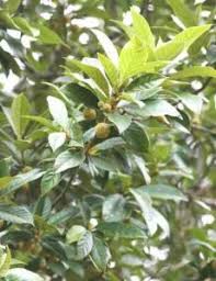 Image result for Eminia antennulifera