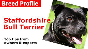 Staffordshire Bull Terrier Dog Breed Guide