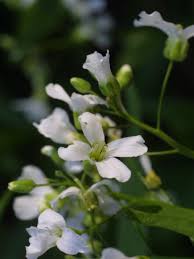 Image result for Cardamine