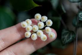 Image result for hoya plant flower