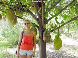Since following your advice last fall, i have successfully rooted grapes, fruit trees, and a berry bush. Artocarpus Heterophyllus Jakfruit Jackfruit Toptropicals Com