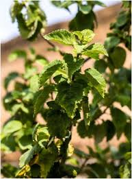 Image result for Tetradenia bainesii