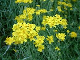 Image result for Sericorema remotiflora