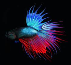 Firstly, a japanese fighter fish is also known as a siamese fighting fish or betta fish (is that because people bet on them?). Artstation Japanese Fighting Fish Angela Kravcevich
