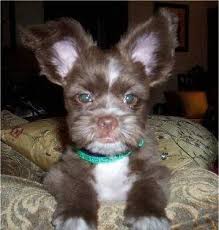 Shih Tzu Pomeranian Mix Black And Brown Shiranian Shiranians Pom Shih Tzu Hybrid Cute Dogs Cute Animal Pictures Cute Animals