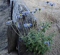 Image result for Felicia abyssinica