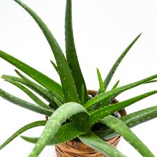 Image result for Aloe wildii