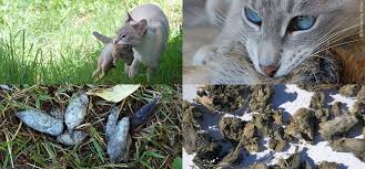 Changes to their diet or food allergies or intolerances. Constipation Tcfeline Raw Cat Food