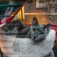 Whisker S Holistic Pet Care 58 Reviews Pet Stores 19 25 Ditmars Blvd Astoria Astoria Ny Phone Number