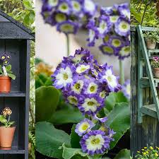 Image result for Tricliceras auriculatum