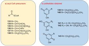 Image result for Sorindeia juglandifolia