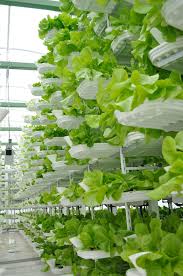 In designing modern houses, function is the most important thing to be considered. Vertical Farming Wikipedia