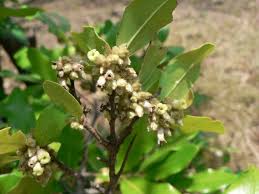 Image result for Diospyros mespiliformis