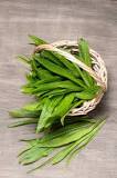 Broadleaf Plantain Weeds: Learn About Eating Plantain Weeds ...