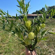 Image result for Gomphocarpus