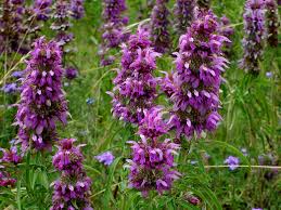 We did not find results for: Texas Wildflowers Jane Lurie Photography