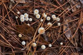 Image result for Strobilurus conigenoides