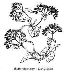 Image result for Mikania