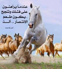 صور أجمــل عبارات أغرد فــي الصــــمت beautiful horses pretty horses horses