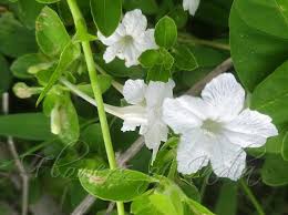 Image result for Ruellia patula