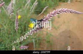 Image result for Hermbstaedtia