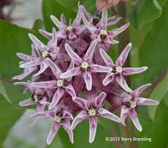 Image result for Kotschya speciosa