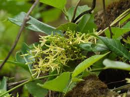 Image result for Cryptolepis cryptolepioides