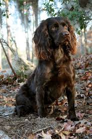 Good Looking Boykin Spaniel Dark Curly Hair And Light Amber Eyes Dog Breeds Spaniel Breeds Dogs