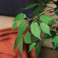 Image result for Ficus fischeri