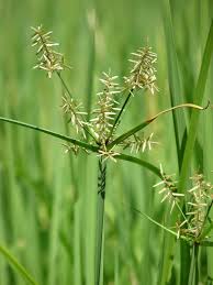 Image result for Cyperus nduru