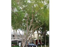 Image result for Melaleuca leucadendron