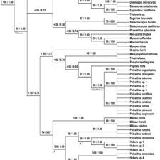Image result for Huberantha mossambicensis