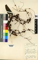 Image result for Cuscuta kilimanjari