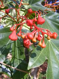Jun 15, 2013 · summer pruning mainly takes place in mid summer (july and august in the northern hemisphere), but it's a good idea to go out early and acquaint yourself with what's going on, so you know what you'll be lopping off next month. Fruit Trees December 2018