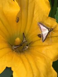 Image result for whitefly in cucumber