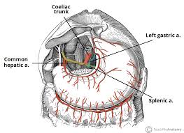 Finally, the pelvic region houses both the male and female reproductive organs. The Coeliac Trunk Branches Anastomoses Teachmeanatomy